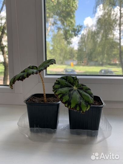 Бегония тигровая, сансевиерия