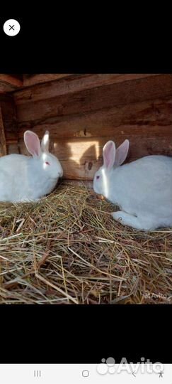 Кролики белый паннон