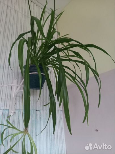 Хлорофитум