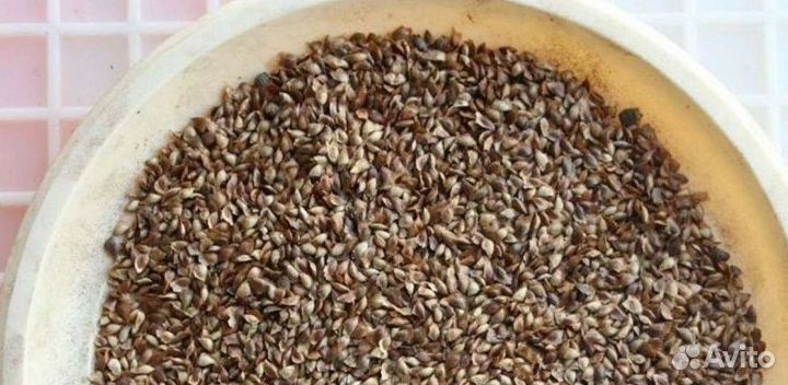 Семена лиственницы сибирской