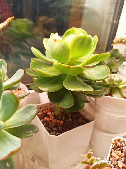 Эхеверия Peach pride