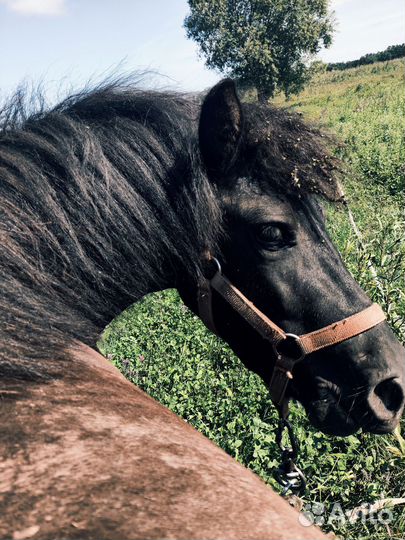 Продам пони