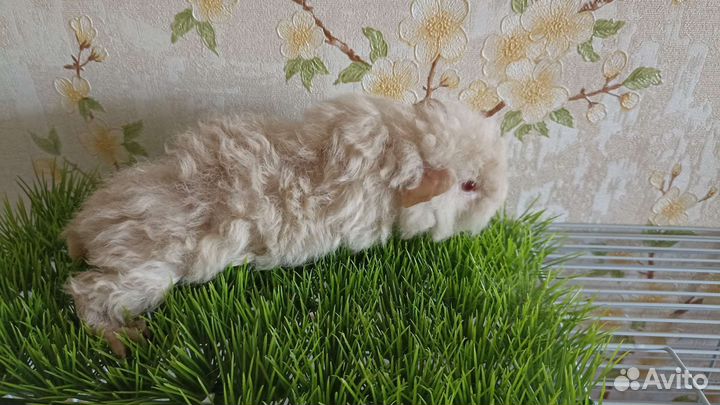 Продам морских свинок