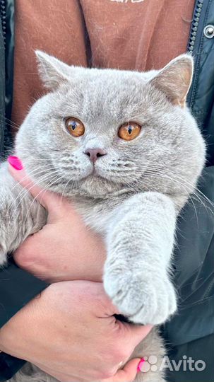 Британский лиловый кот