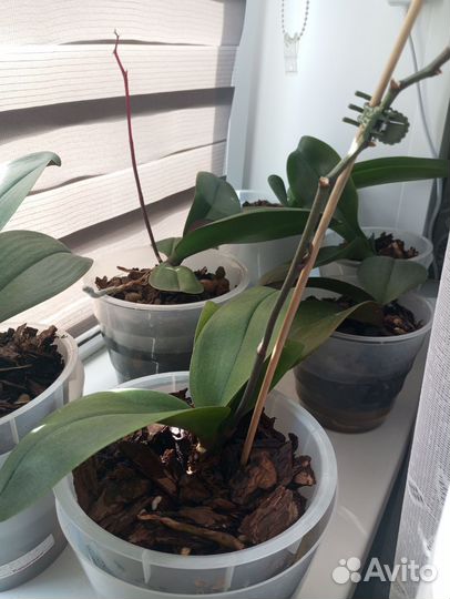 Дендробиум