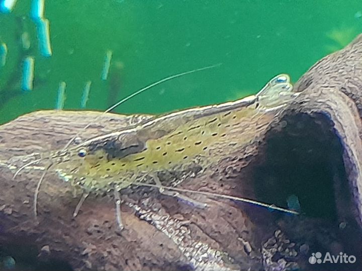 Креветки Амано