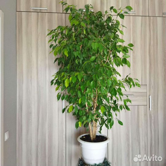 Фикус бенджамина