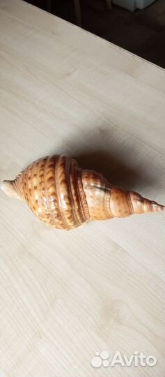 Большая морская ракушка