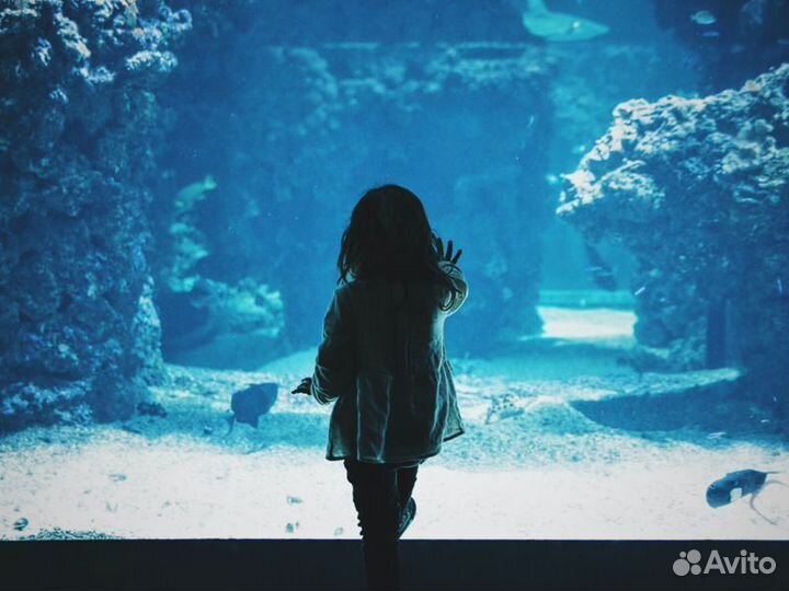 Экскурсия — Хургада — Гранд Аквариум вХургаде: Кра