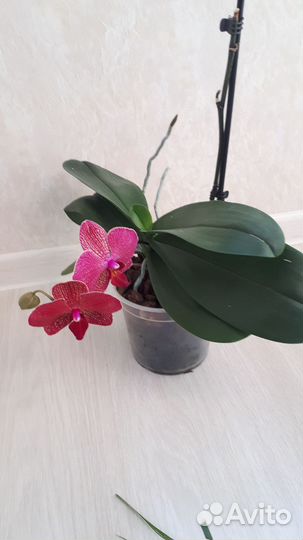 Орхидея фаленопсис Кимано