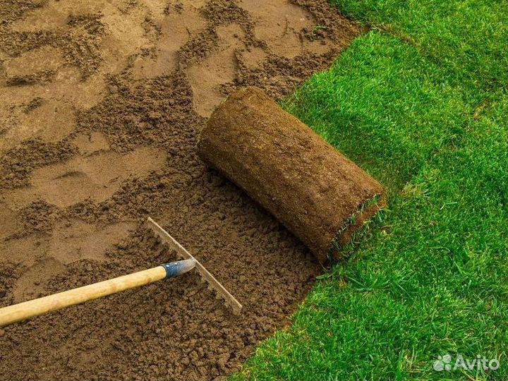 Рулонный газон