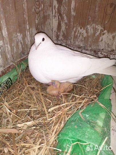 Голуби на выпускной, свадьбу и высоколетные