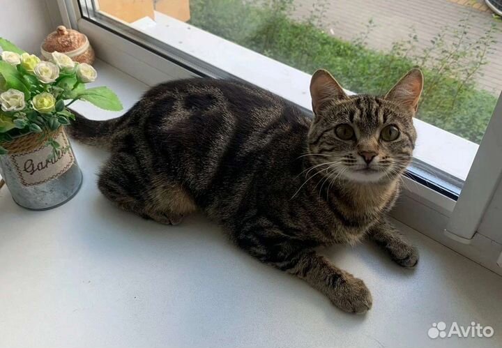 Эльза ищет дом