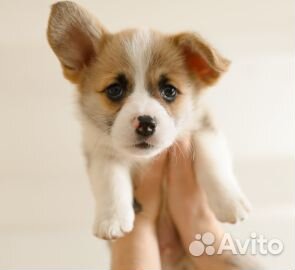 Вельш-корги