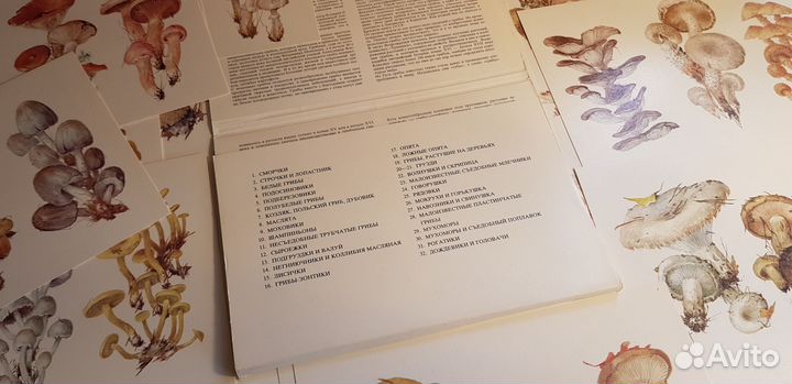 Рассказ о ста грибах