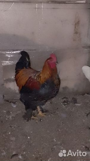 Молодые петухи