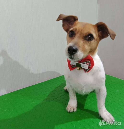 Стрижка собак и кошек