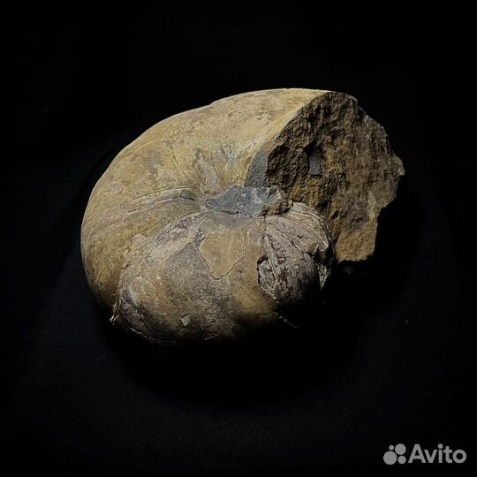 Наутилус Cymatoceras окаменелость ископаемое