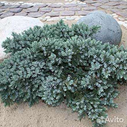 Можжевельник блю стар
