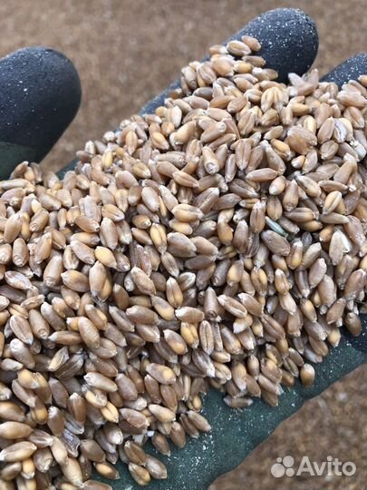 Зерно пшеницы отходы