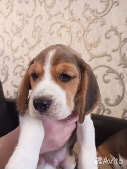 Щенки бигль