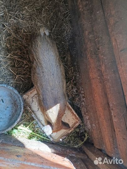 Поросенок ландрас