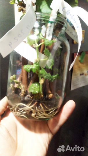 Саженцы и черенки винограда