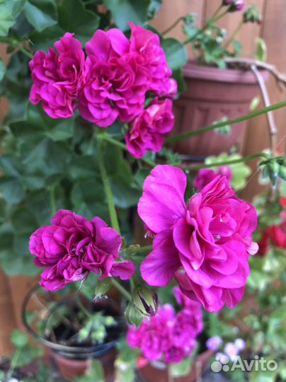 Плющелистные пеларгонии