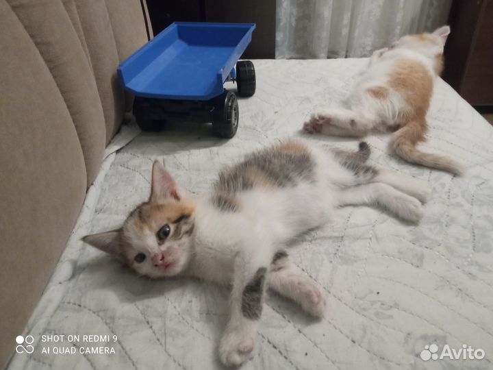 Котёнок бесплатно