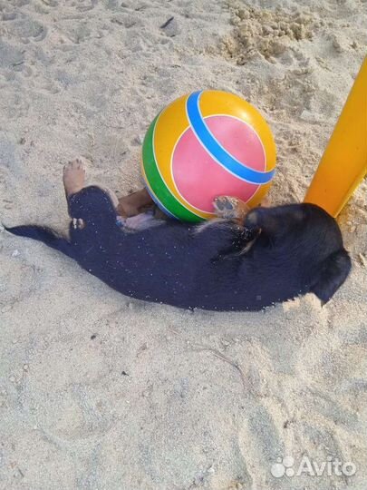 Продается щенок карликовой таксы.рожден 14.06.2023