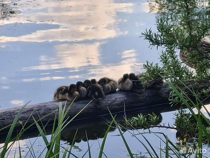 Стихи на заказ