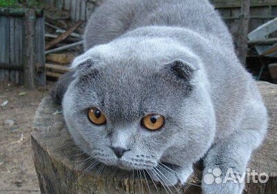 Шикарный скоттиш фолд