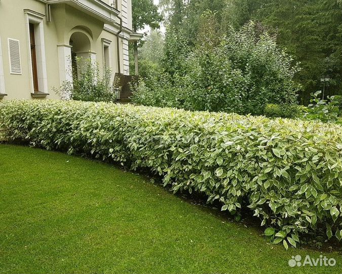 Дерен белый элегантиссима Высота от 25см