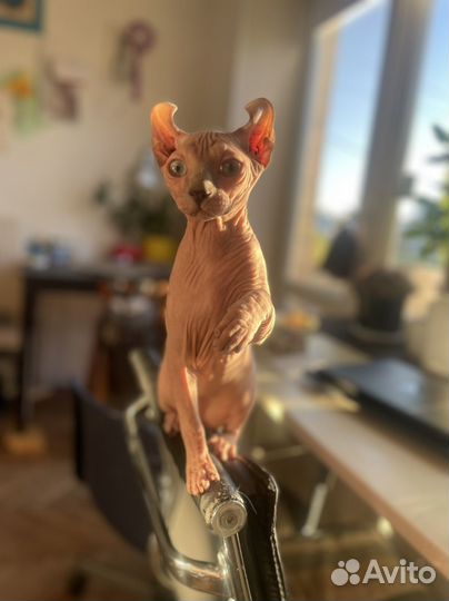 Котенок эльф