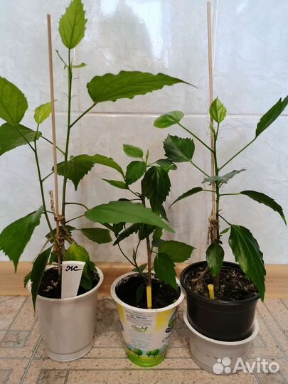 Гибискус, китайская роза