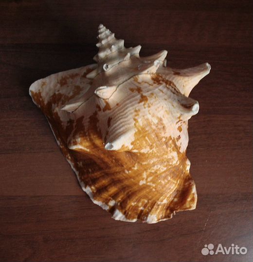 Ракушка морская огромная