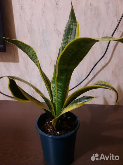 Сансевиерия лаурента компакта