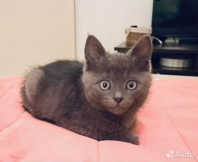 Мальчик Дарси в добрые руки