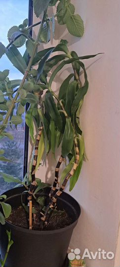 Комнатное лечебно растение Золотой ус