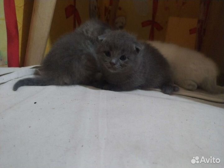 Вислоухий котенок