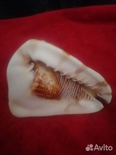 Большая морская раковина в доставке
