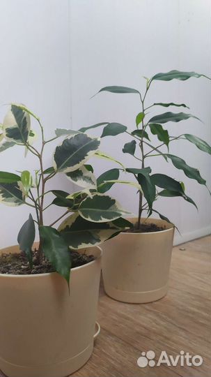 Фикус бенджамина