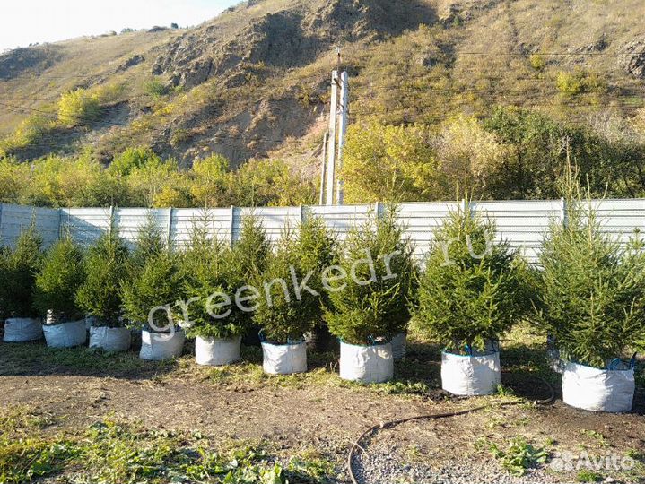 Ель Сибирская Экстра класс 180-220см