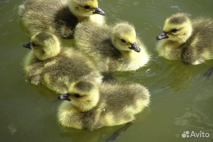 Гусята линда и кубанская серая крупная домашние