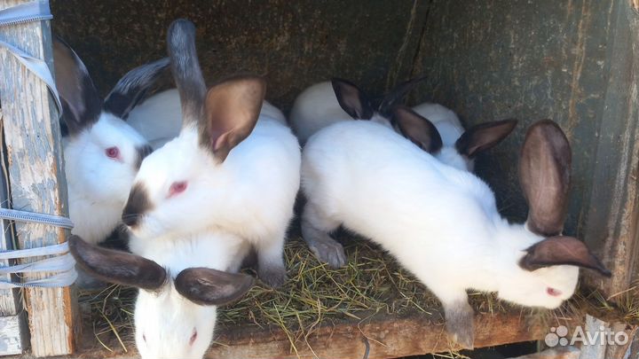 Продаю кроликов