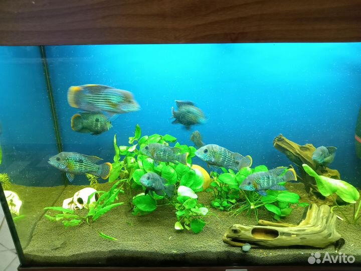 Аквариумные рыбы