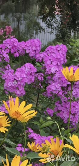 Флоксы многолетние