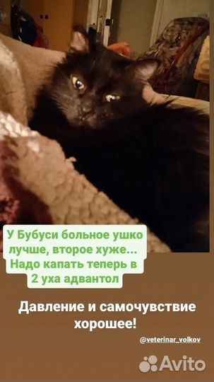 Бубуся -Самая благодарная в мире, удочерена мной