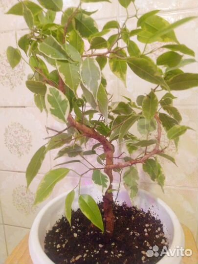 Похожи на бонсайчики