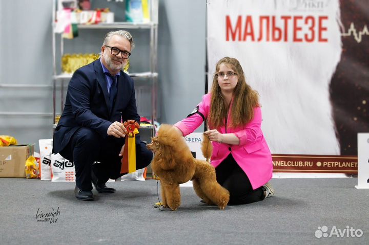 Щенки красного пуделя